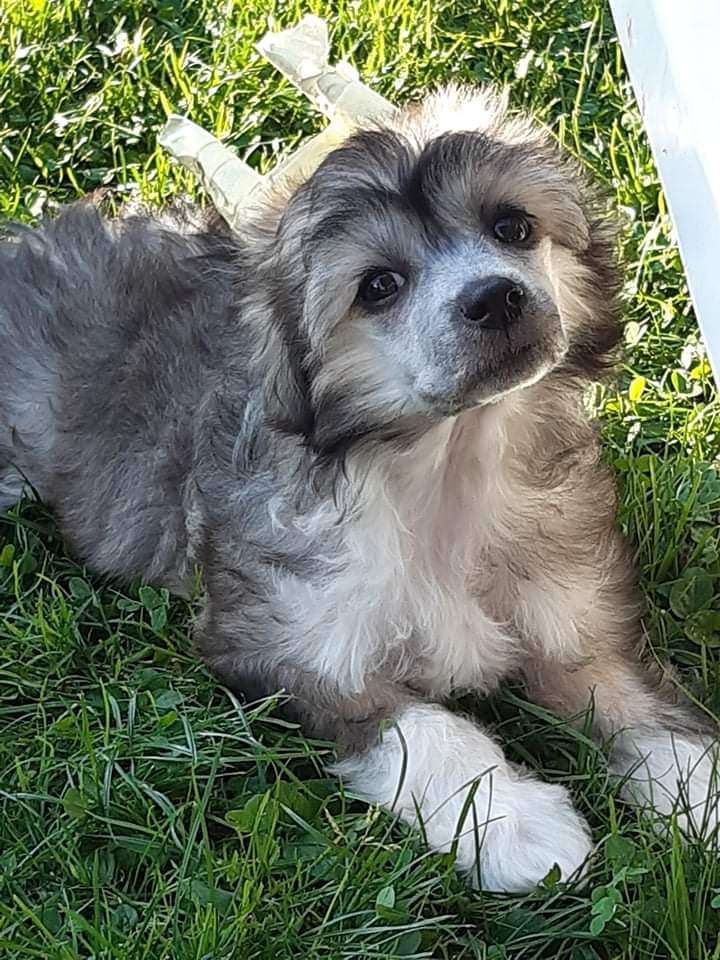 Cookie Cawaii Haneli Nice