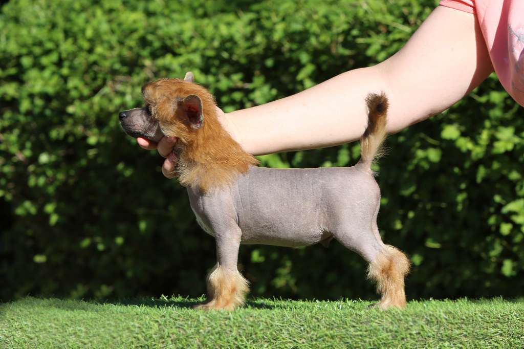 Incanto Del Mondo Gold Dipper