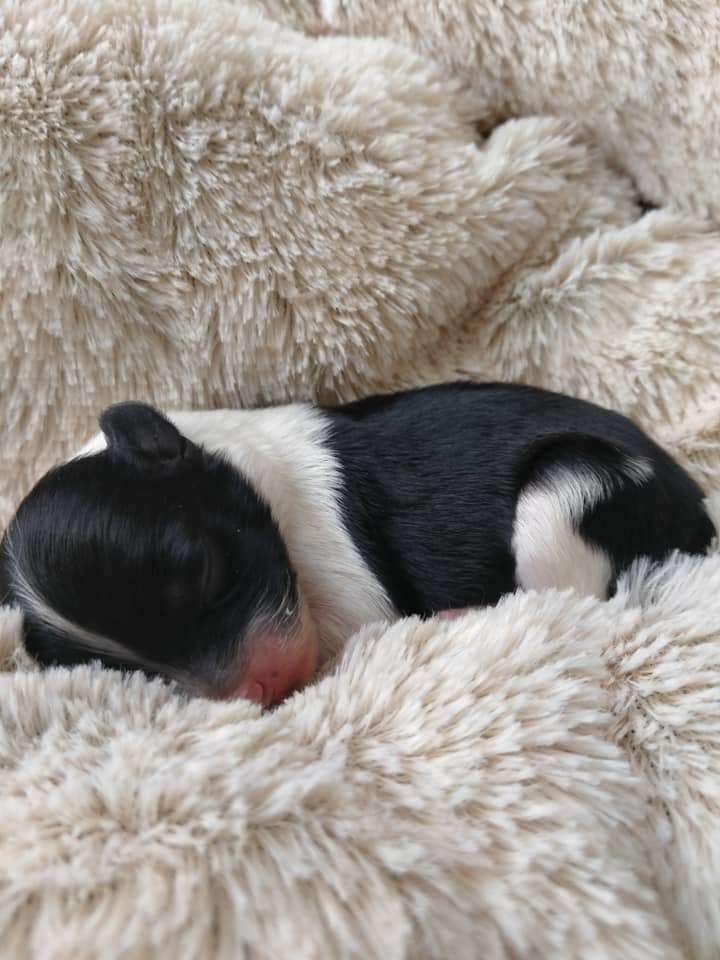 ROSZPUNKA Kolekcja Szuwarka