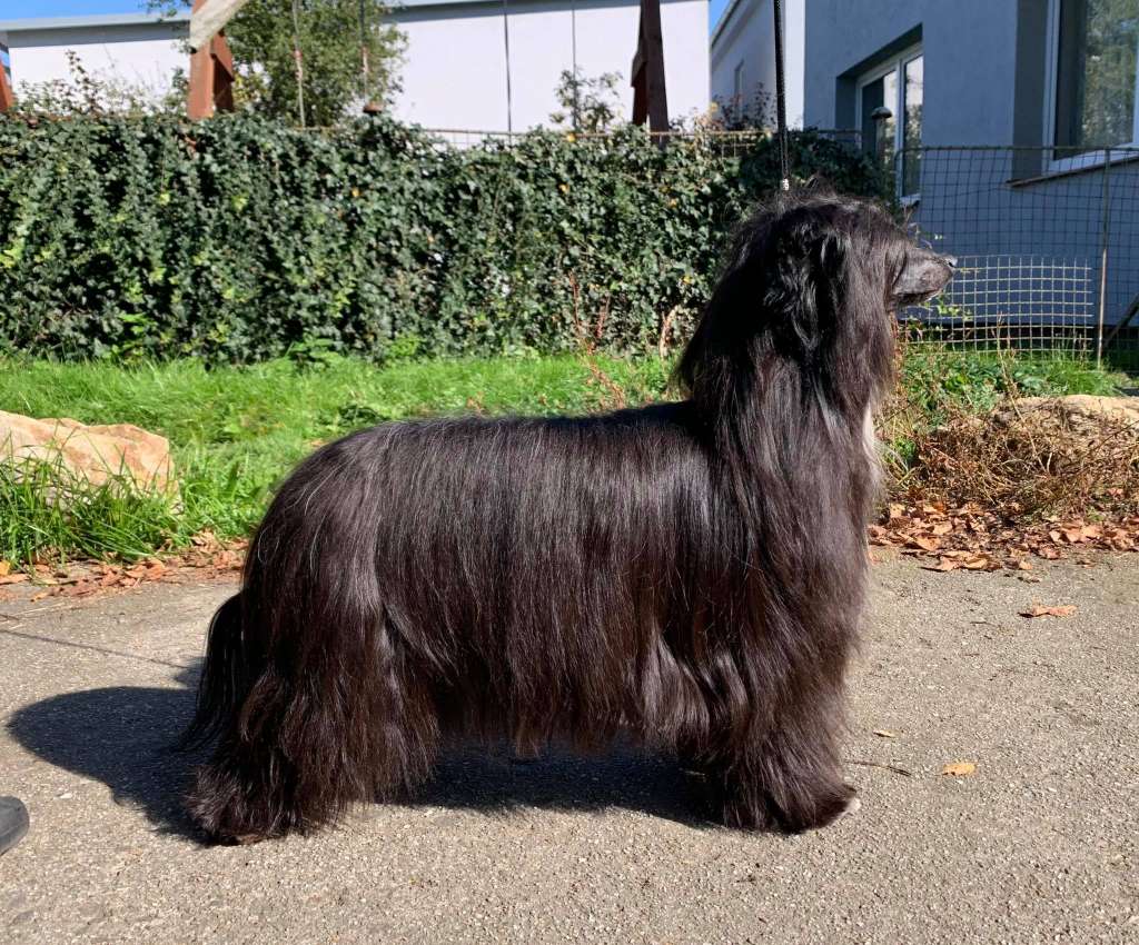 Hennessy ze Zatopené chajdy