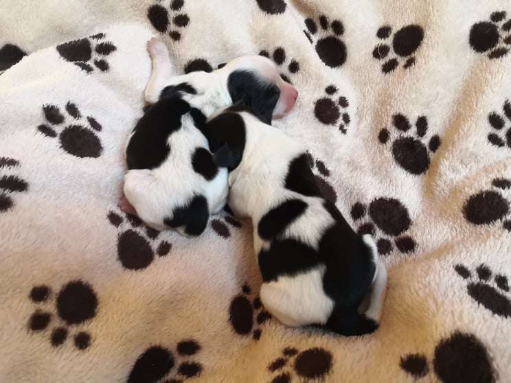 Fundoklia-völgyi Kaszanics