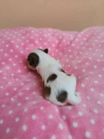 Fundoklia-völgyi Kaszanics Lili