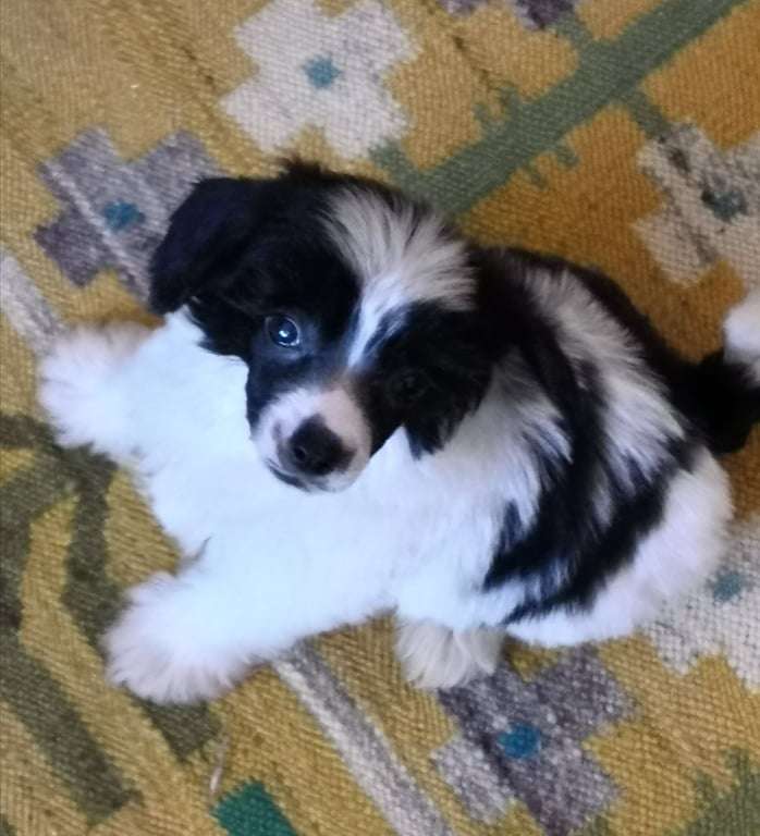 Fundoklia-völgyi Kaszanics Ferero Roche