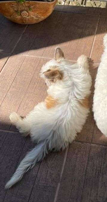 Fundoklia-völgyi Kaszanics Bailey's