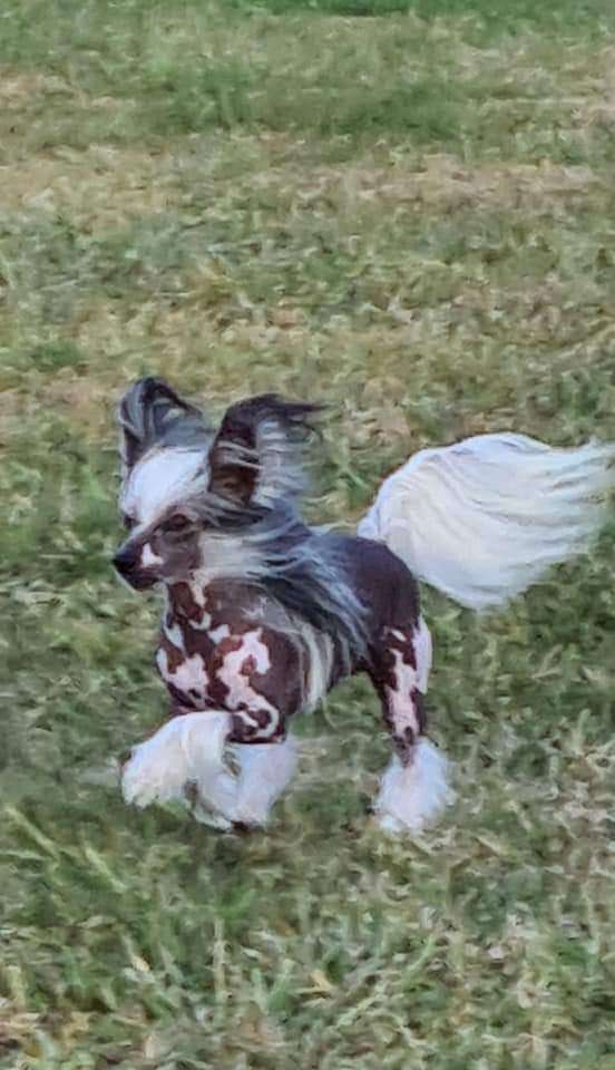 Koreke Struttin The Boss