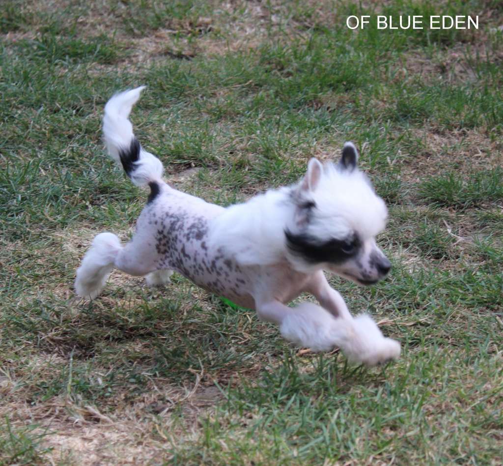 Remember Romy Of Blue Eden