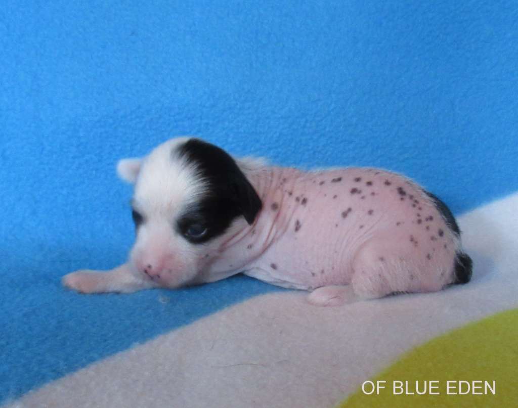 Reverie in June Of Blue Eden