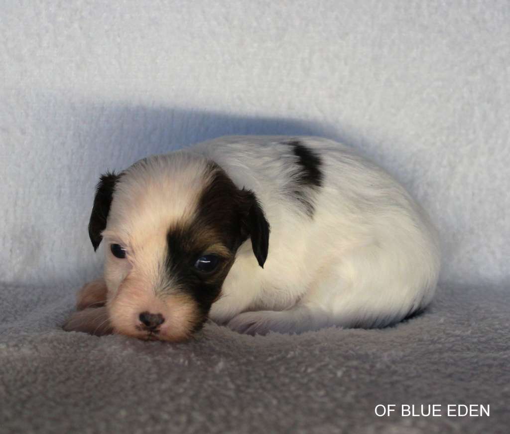 Riders on the Storm Of Blue Eden