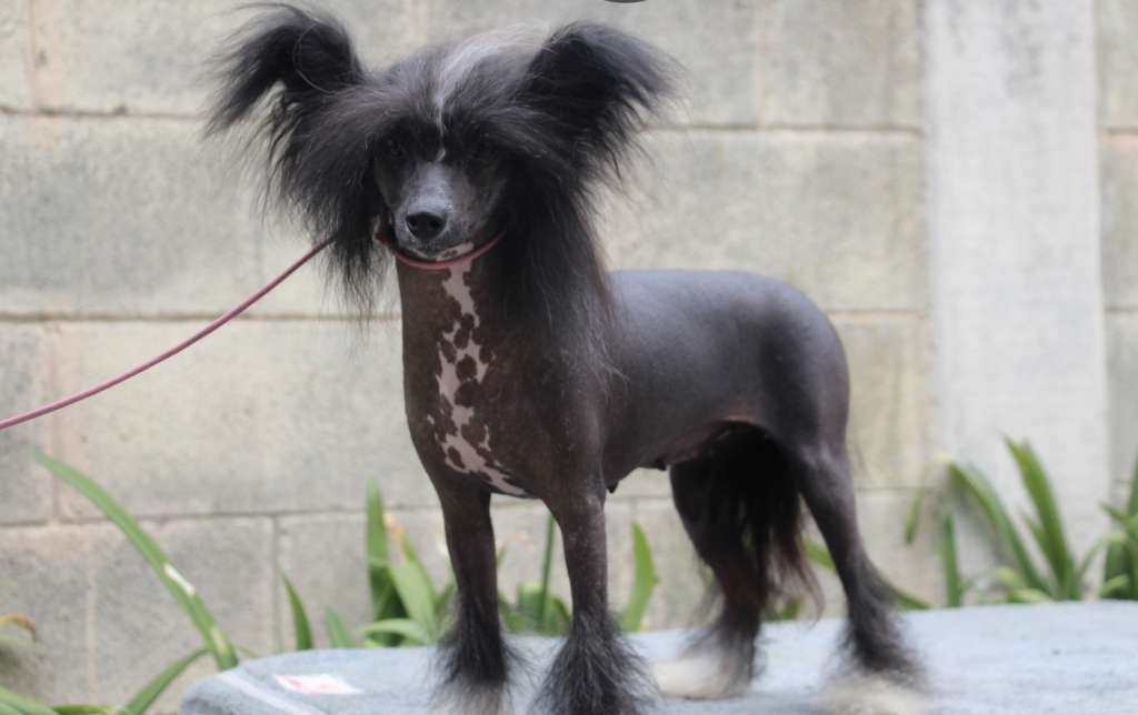 Shinigami soul hunter (Martinez)