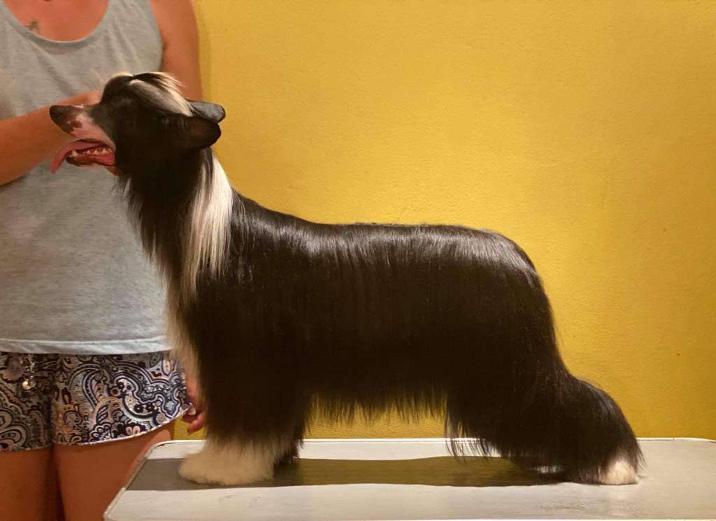 Energy Di Holly-Molly