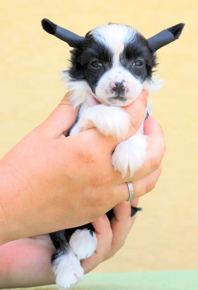 Energy Di Hunky-Punky