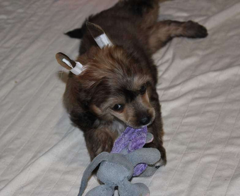 Julius Neva Bright Fire