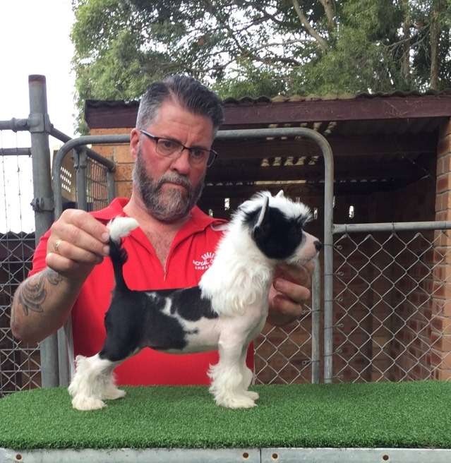 Karakush Winnie The Pooch