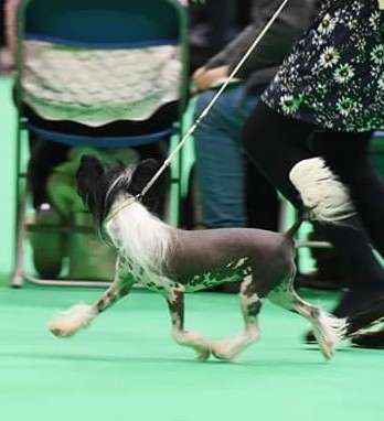 Doucai's Too Cute to Scare at Annamac