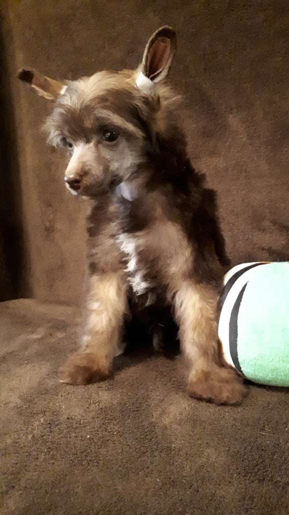 My Lucky Charm Exelsior