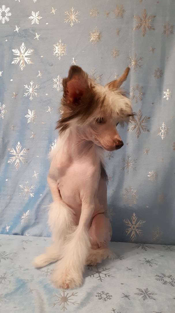 My Lucky Charm Dalida