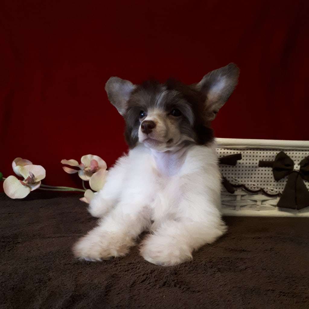 My Lucky Charm Elf Panda