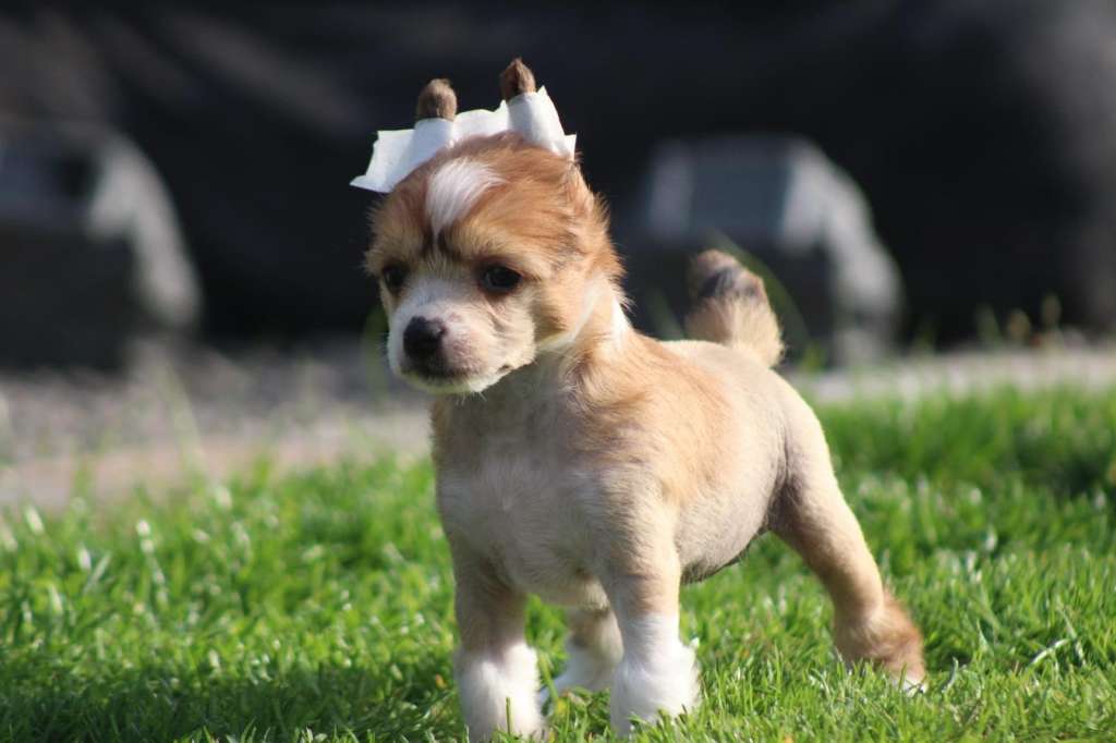 Te Adoro Of Livin la Vida Loca