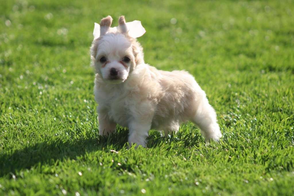 Te Quiero Of Livin la Vida Loca