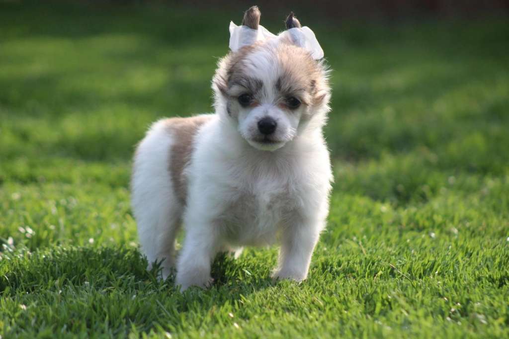 Te Siento Of Livin la Vida Loca