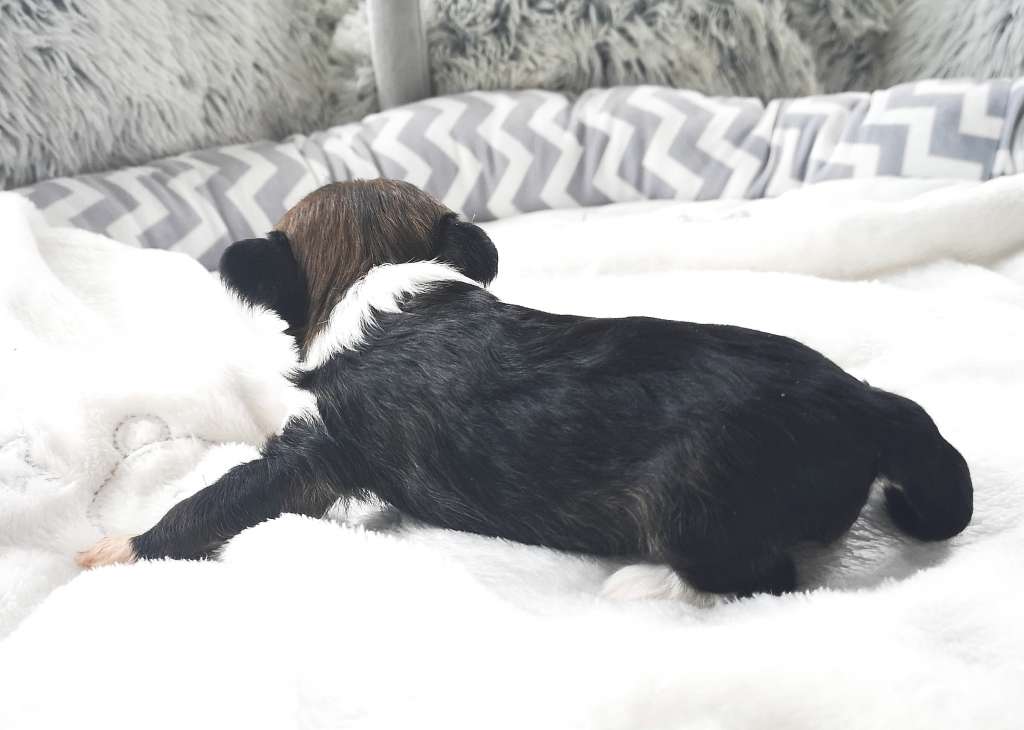 Oblivion Falling In Reverse