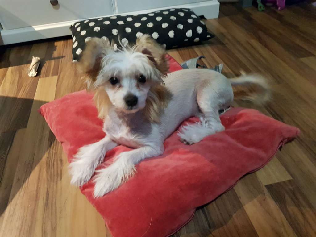 Tapi-Tapi Margherita The Unicorn