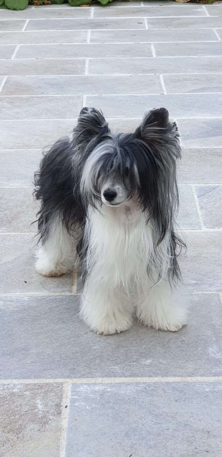 Volcancrest Sarah Wildes