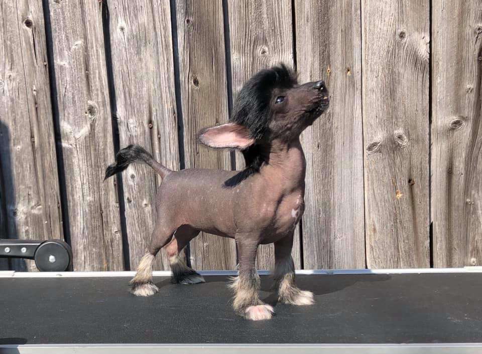 Girls Girls Iconic unicorn