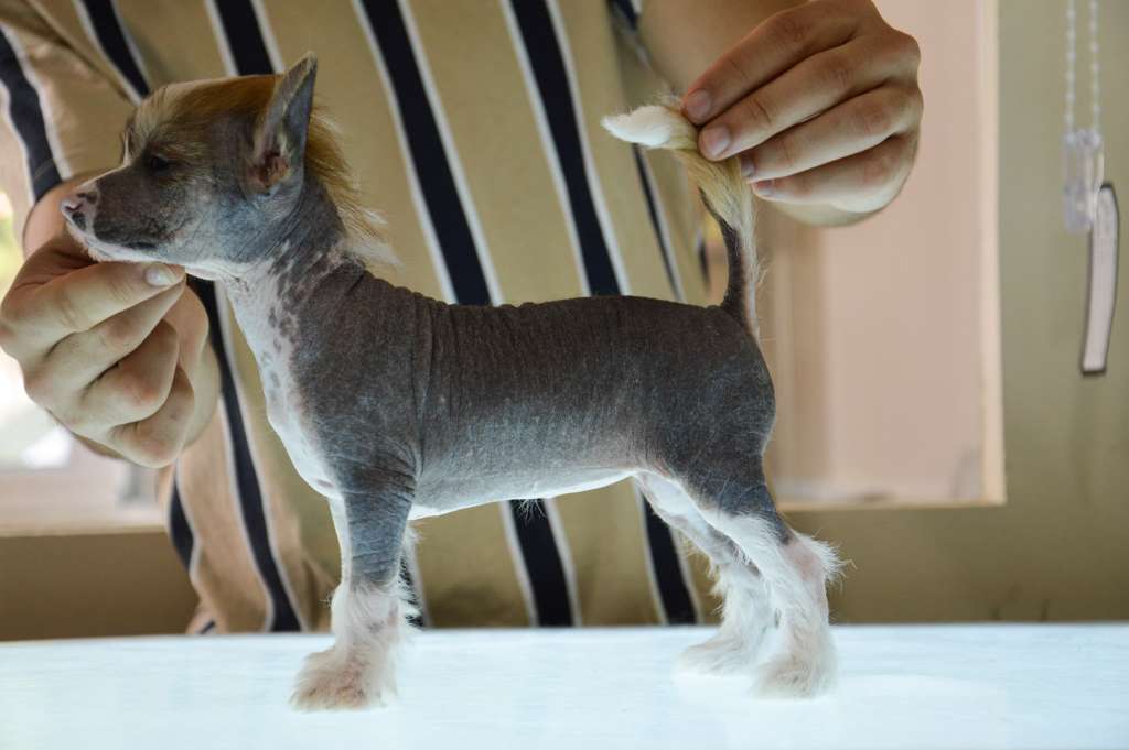 True Love De Lybóriu's Legacy