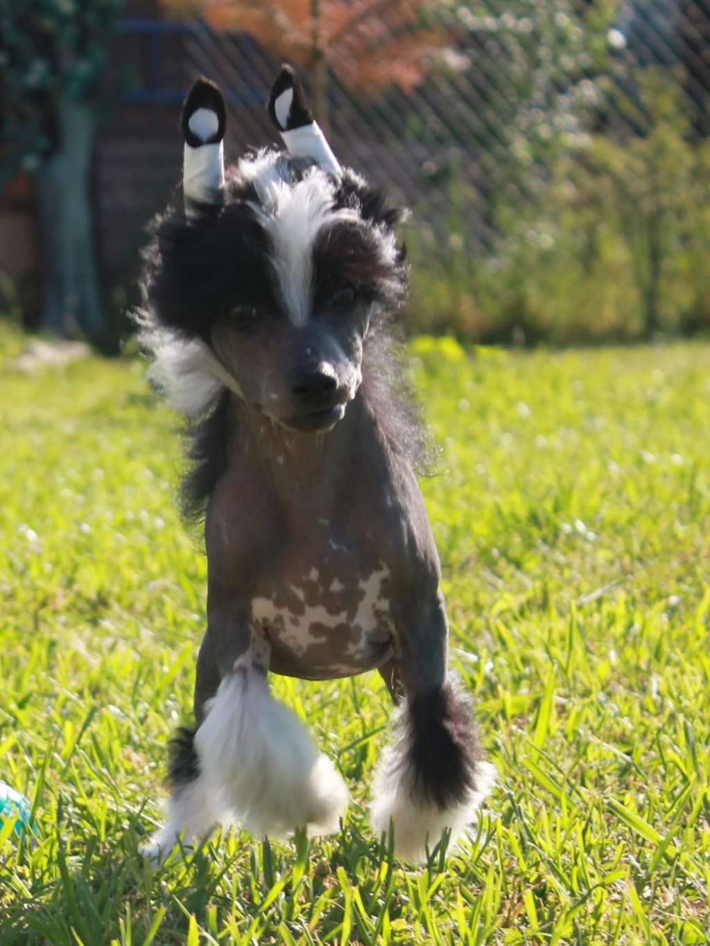 FutureLine Felicie Antonio Banderas