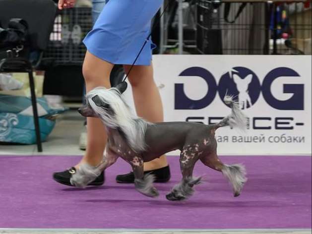 FutureLine Felicie Amore Myo