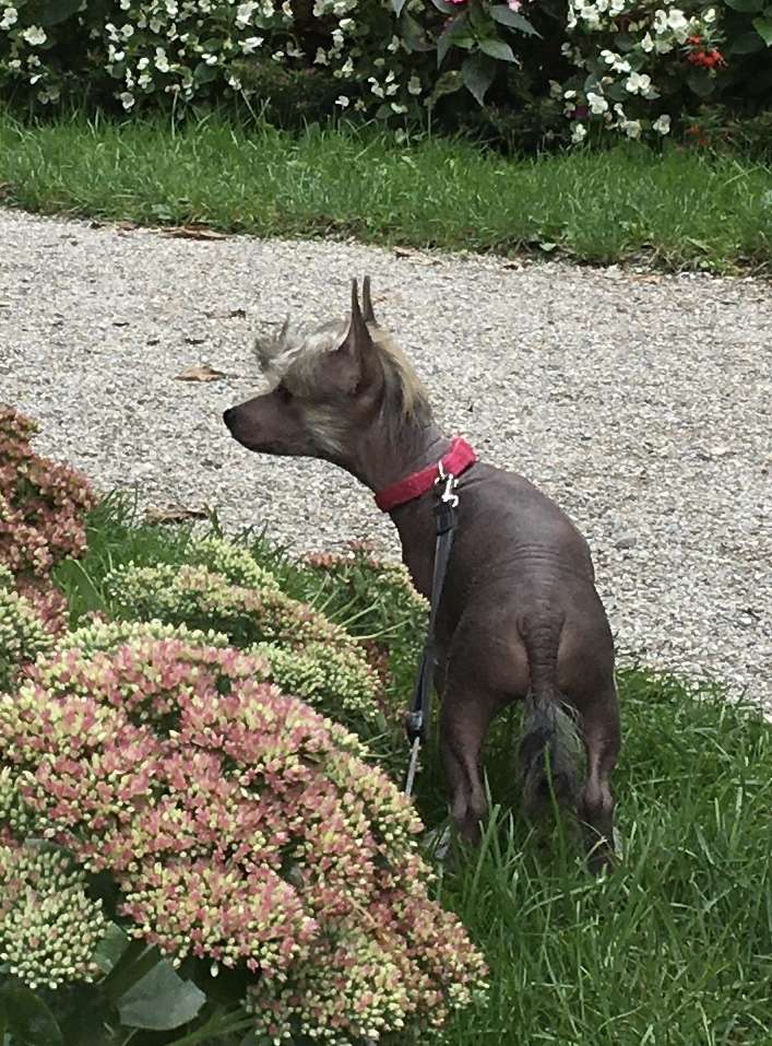 BlackFairies Queen "Heket" risen angel