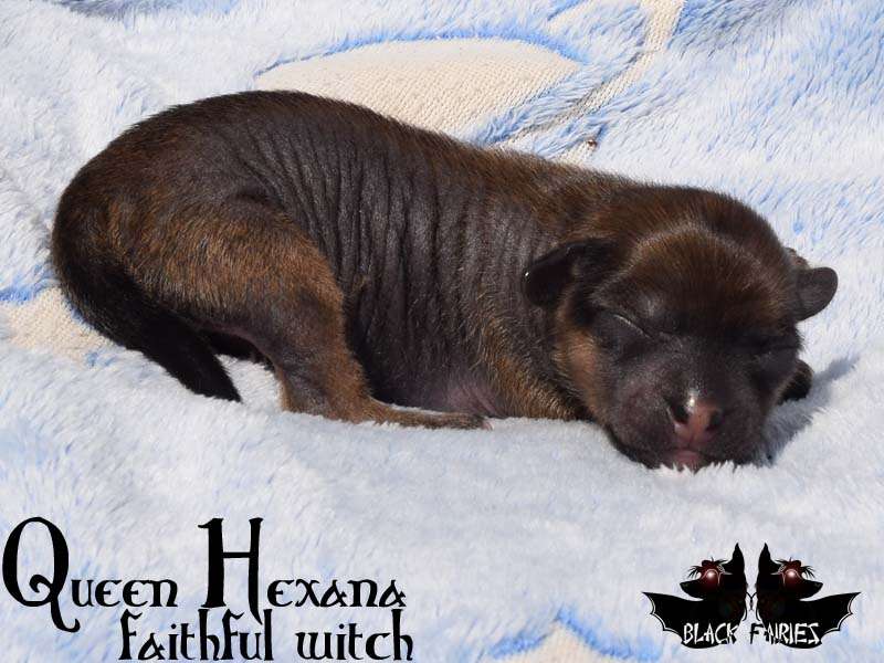 BlackFairies Queen "Hexana" faithful witch