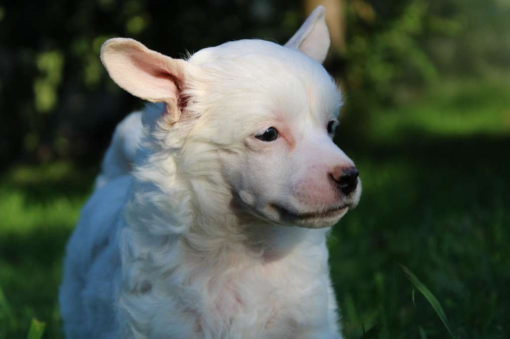 Ah, Etot Son V Letnyuyu Noch'