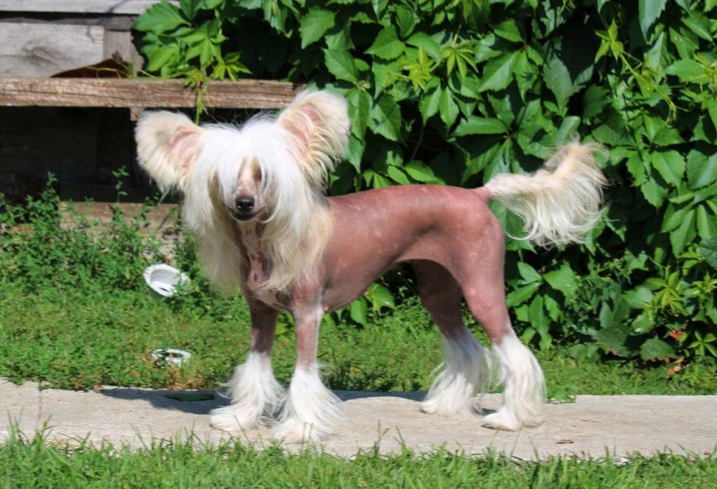 Al'piiskaya Fialka Dlya Liris