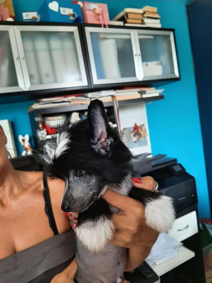 Dakota Rose Maleficent Little Devil