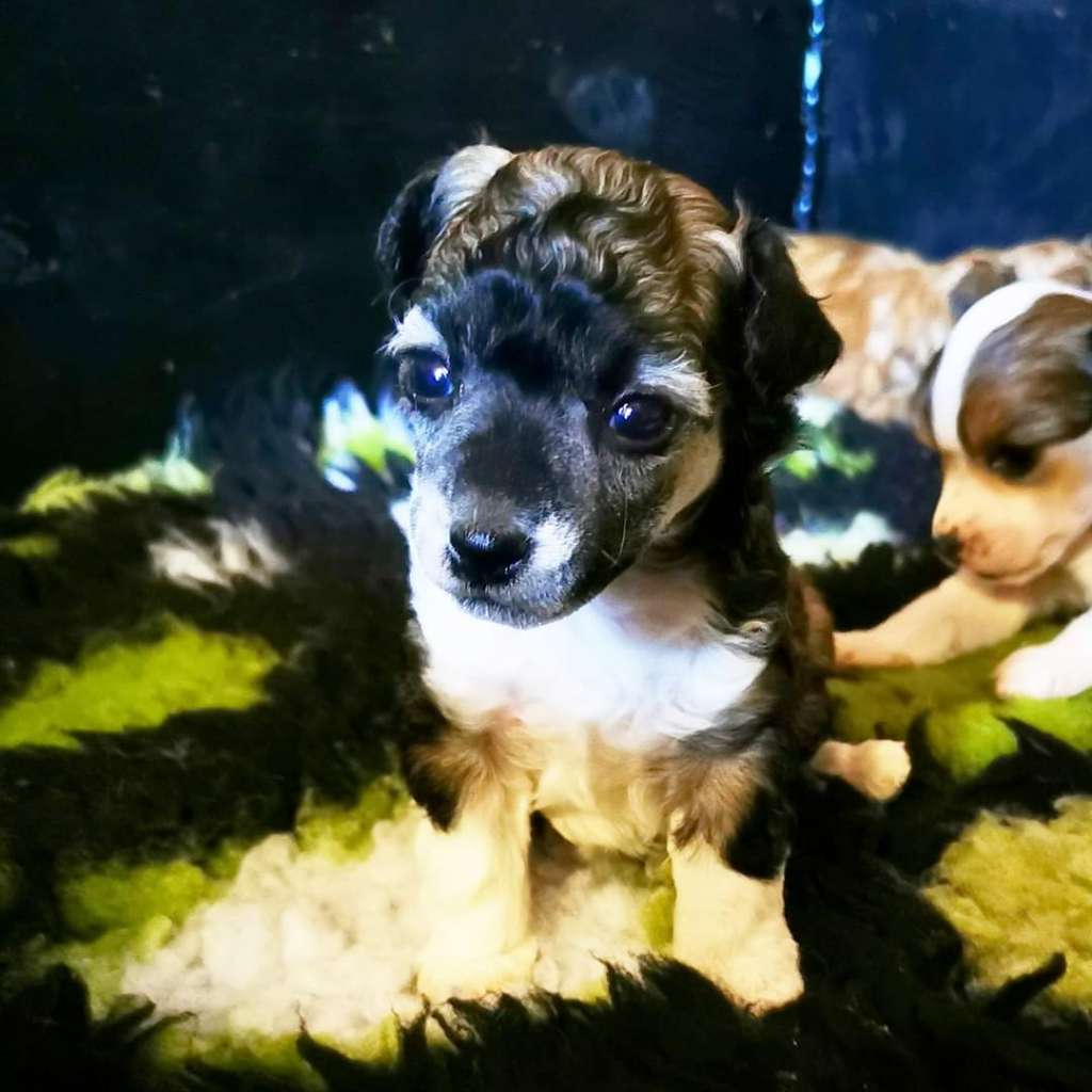 ChinoPata's Quicker Than A Donut