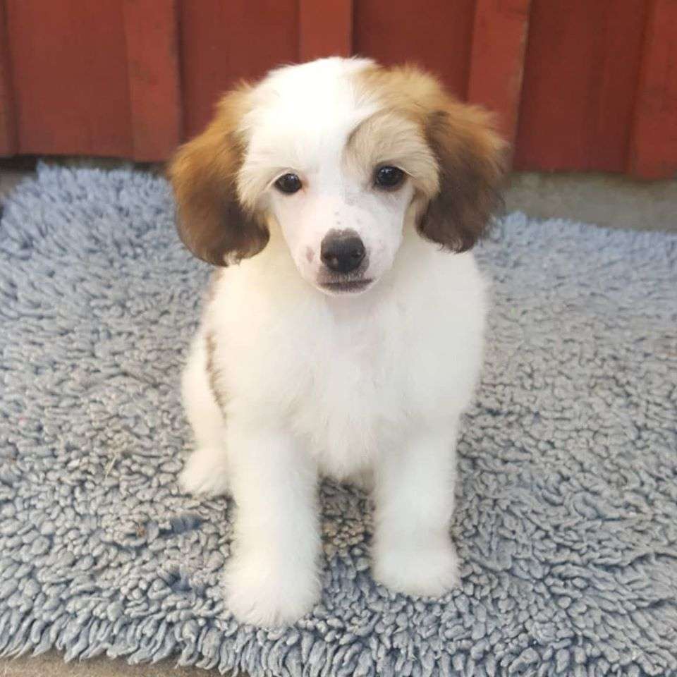 Spotifly Friend Of Mine