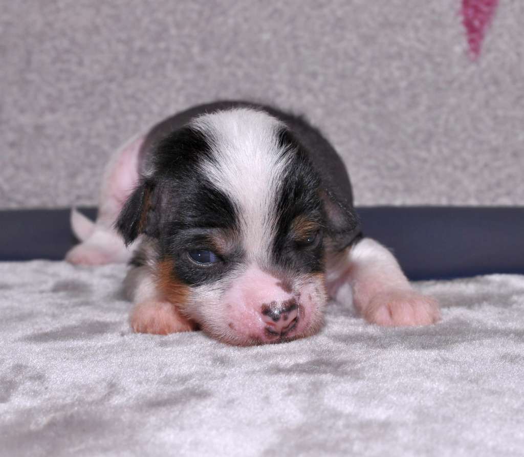 Orlando Garden Roses