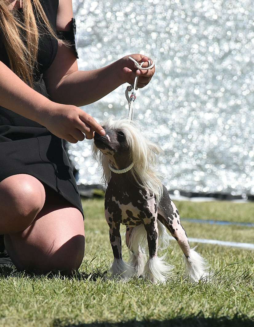 Smedbys Never Say Yes