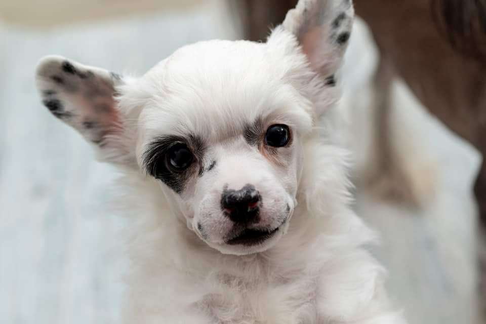 Viuvaun Piäsilimätkiinni