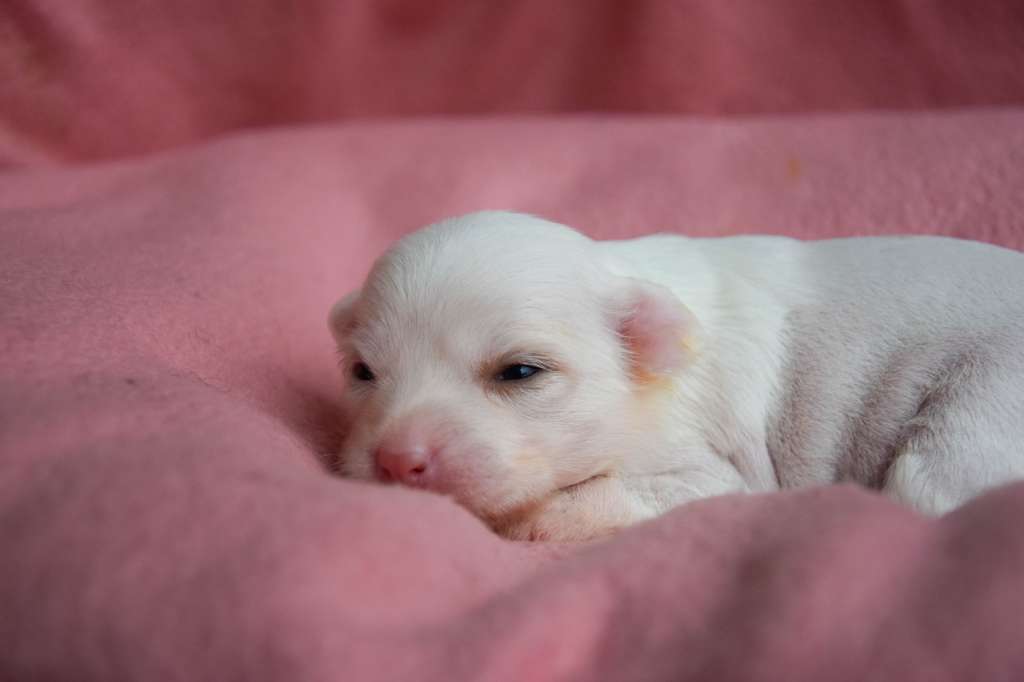 Chicavallo Edelweiss