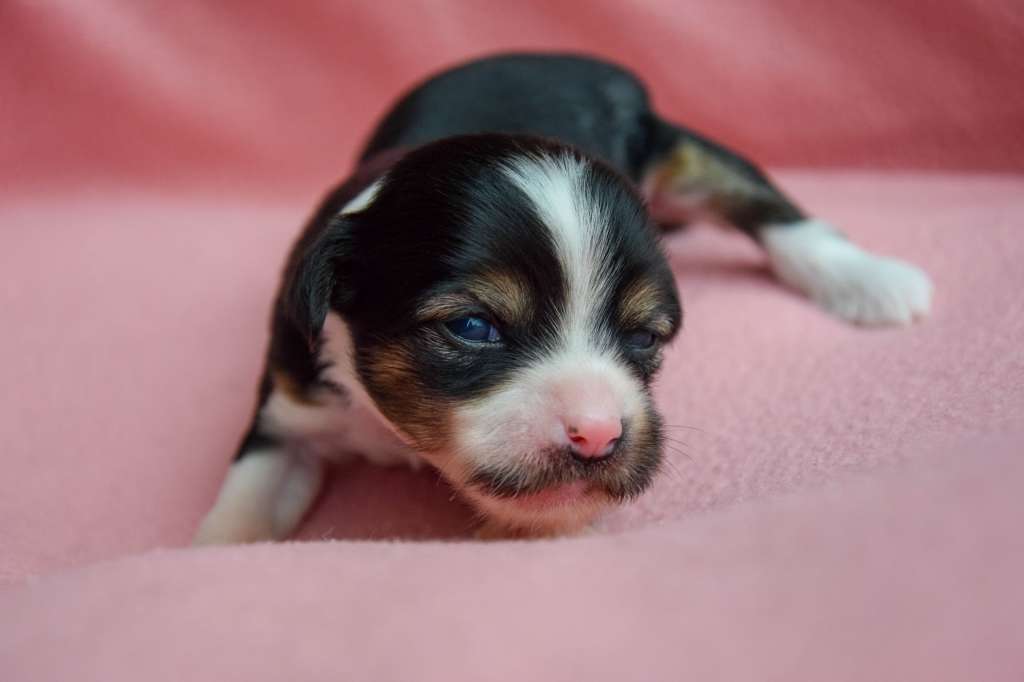 Chicavallo Espresso Cosmo