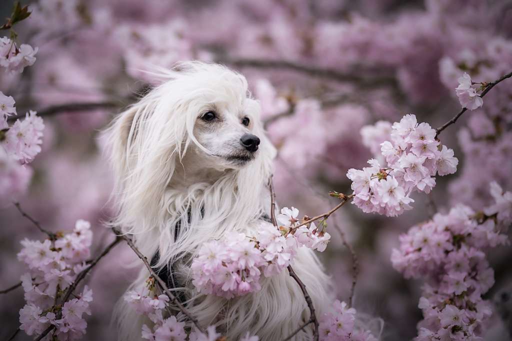 Qudisha von Shinbashi