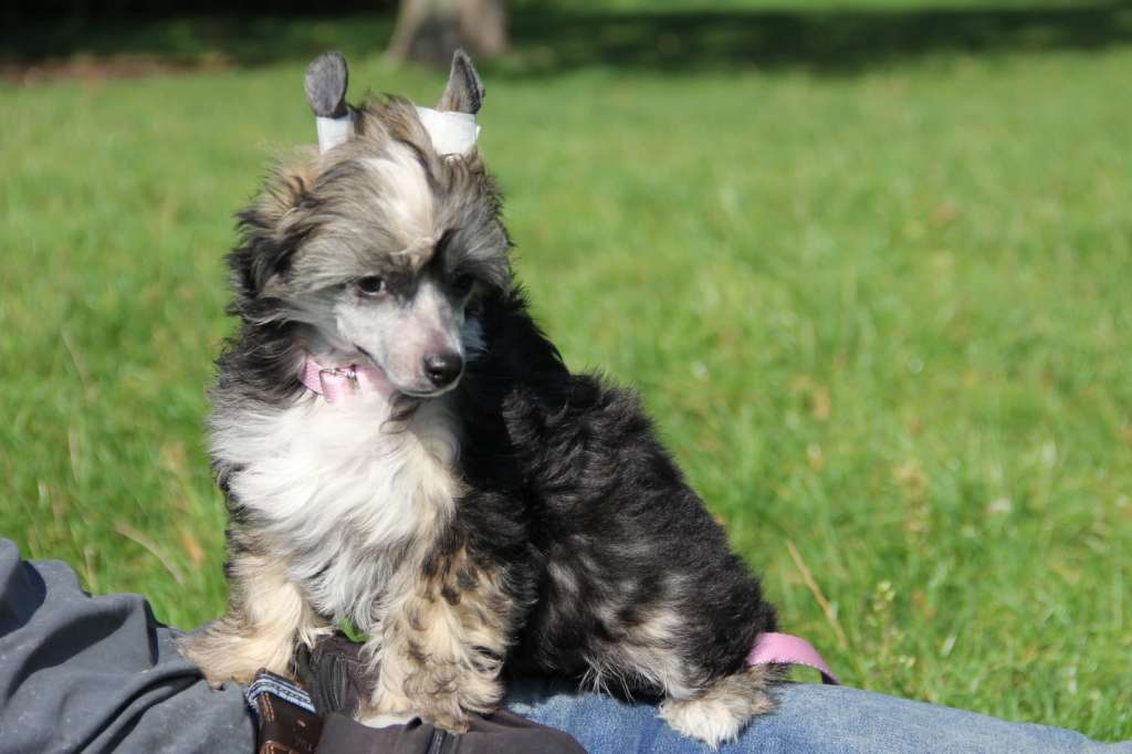 Amaya So Close To Blue