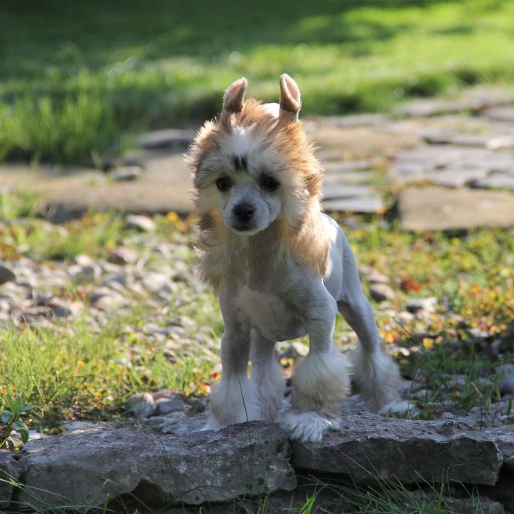 Angkor So Close To Blue