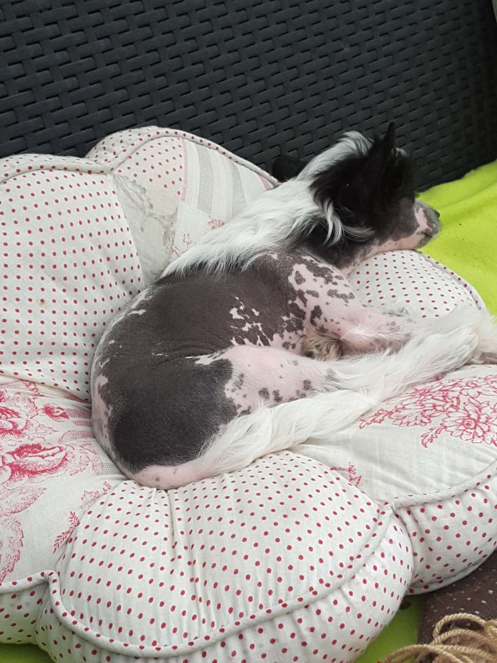 Trudy of the loving dols