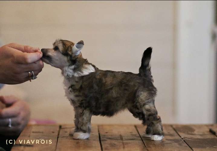 Viavrois Crazy Cracker