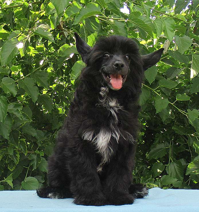 Naimuluna Line Merry Merlin (puff)