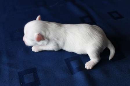 Lina'S Beauty White Briliant